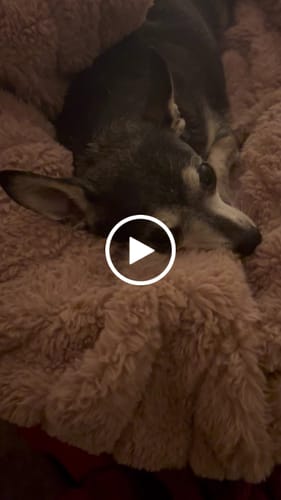 Customer video review of DE-01 Dental Dogbiotic