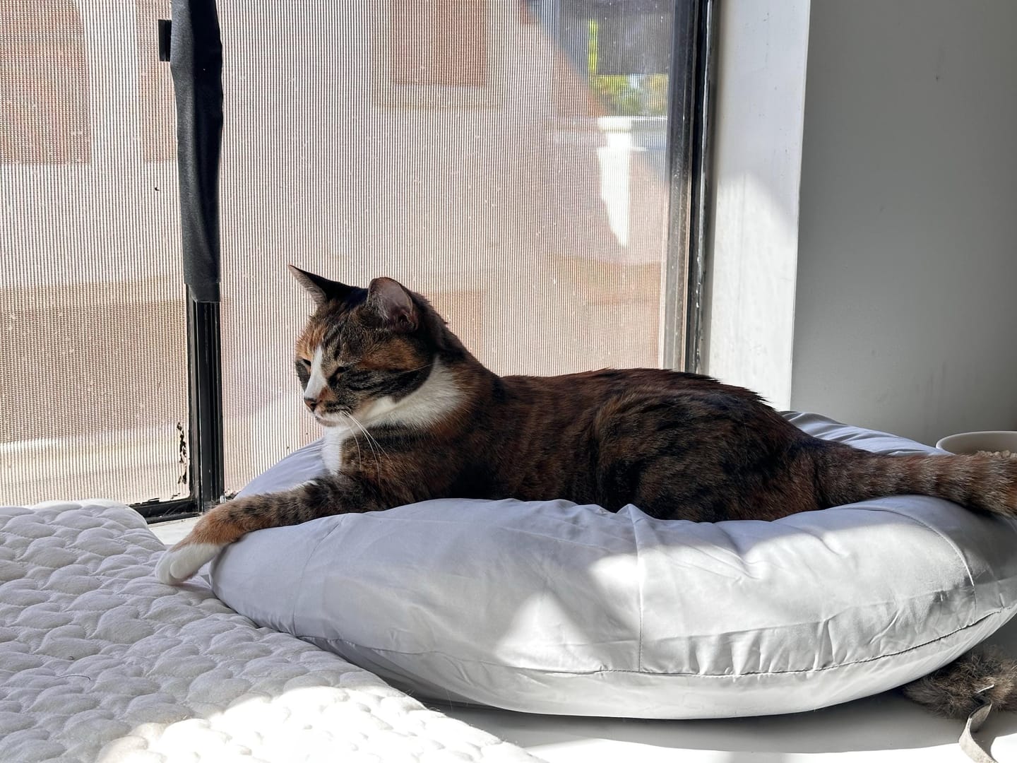 Customer photo review of Earl Grey Pudding Bed