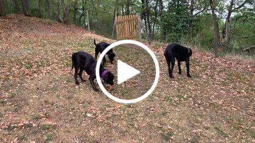 Customer video review of Training Double Ended Dog Lead | 2m Length -  Black