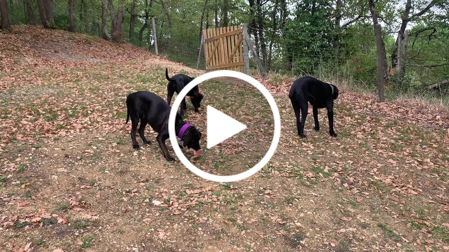 Customer video review of Training Double Ended Dog Lead | 2m Length -  Black