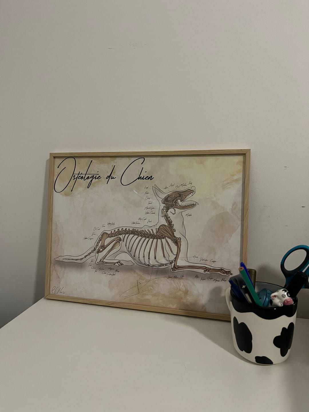 Customer photo review of Planche anatomique de l'ostéologie du chien