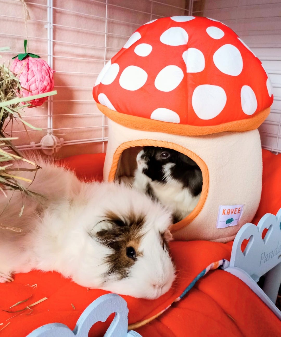 Customer photo review of Guinea Pig Hidey House | Mushroom