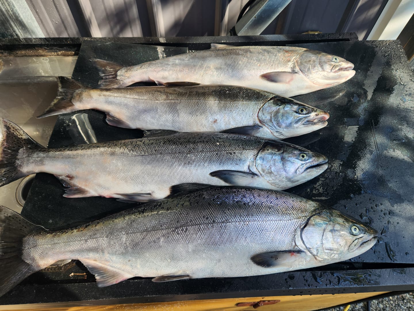 Customer photo review of Austin Moser's Salmon Slayer UV Gel Scent