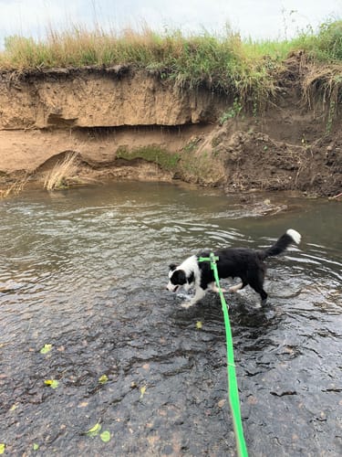 Customer photo review of Padded Adjustable Dog Lead Green / Olive | AnnyX