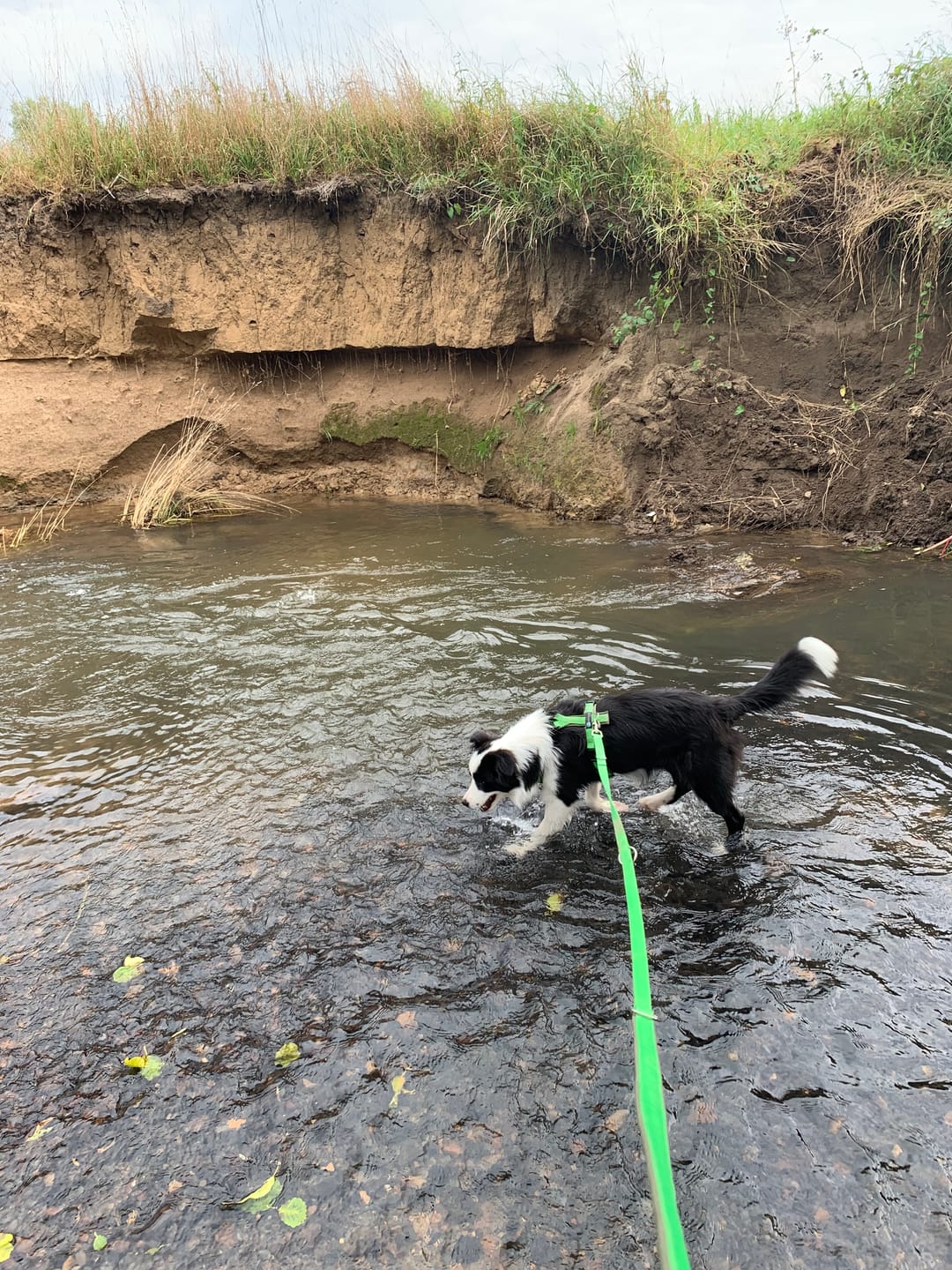 Customer photo review of Padded Adjustable Dog Lead Green / Olive | AnnyX