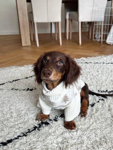 Customer photo review of Winter Trees | The Capsule Roll Neck Knit