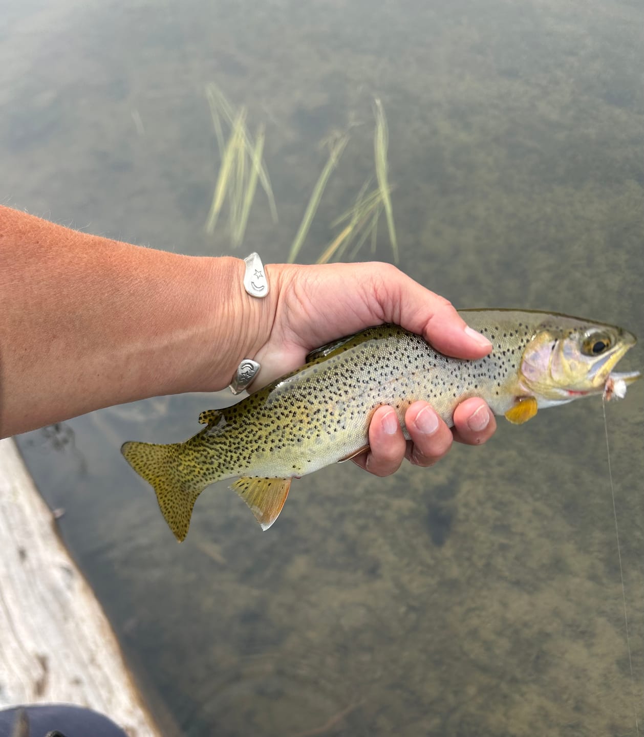 Customer photo review of Collapsible Insta-Net
