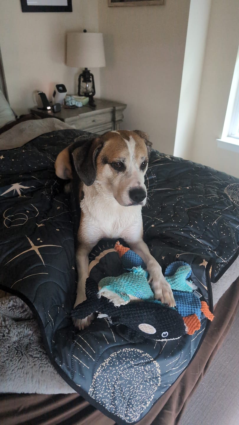 Customer photo review of Anywhere Adventure Play Mat, Featuring Quilted Wipeable Machine Washable Fabric