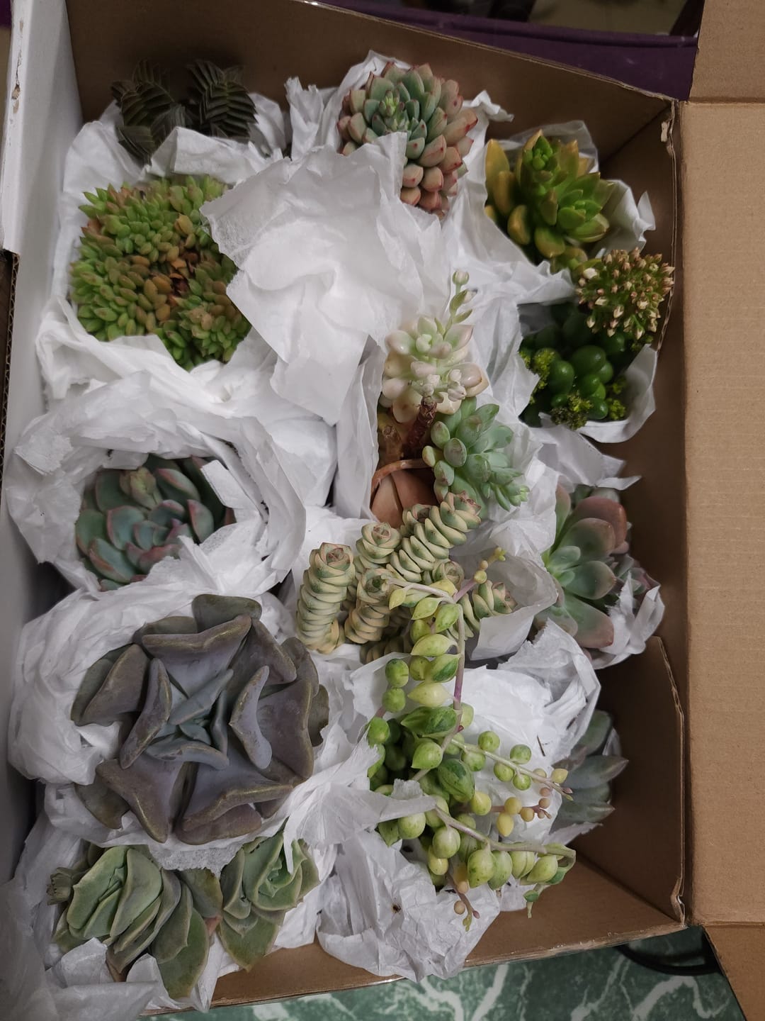 Customer photo review of Bulk Mixed Succulent Value Packs