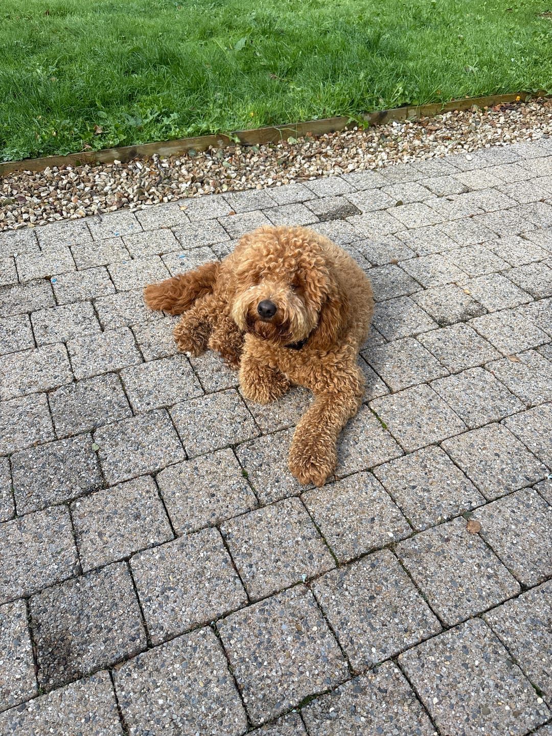 Customer photo review of GPS Dog Fence F8 | for Small, Medium and Large dogs