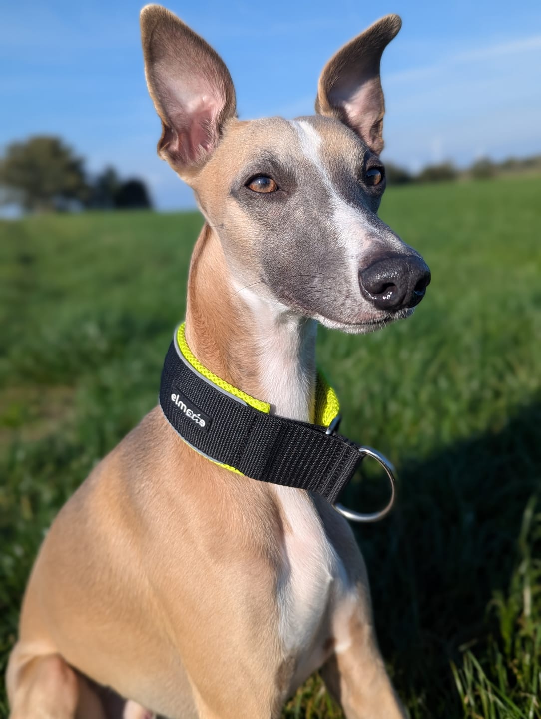 Customer photo review of Halsband Zugstopp REFLEX