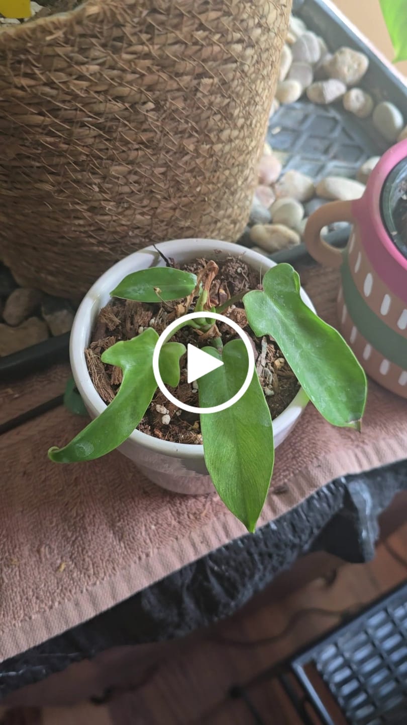 Customer video review of Philodendron 'Florida Ghost'