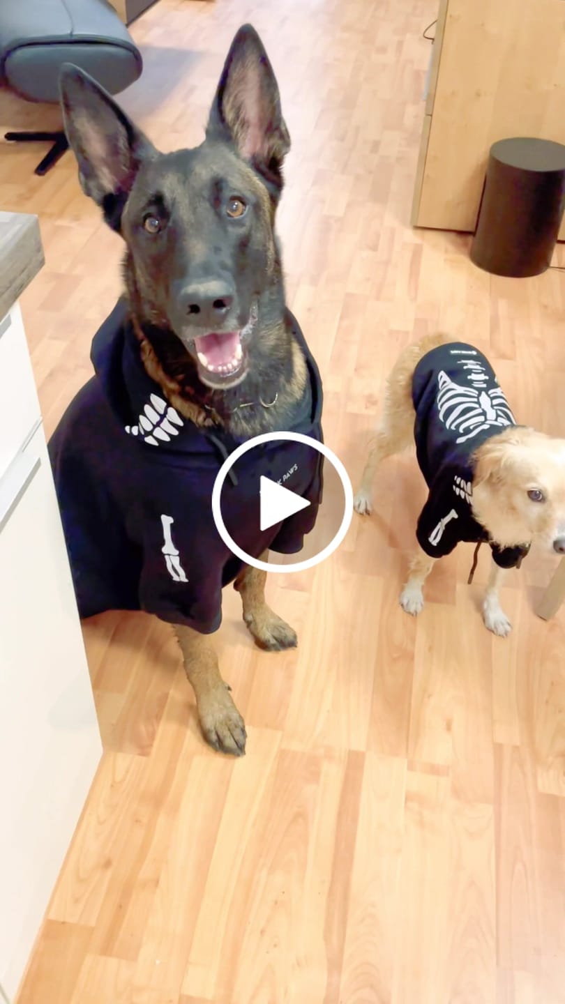 Customer video review of Halloween Dog Hoodie - Reflective Skeleton