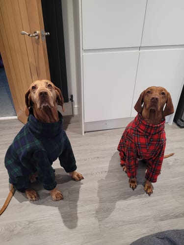 Customer photo review of Singer Heavy Duty HD6805 Sewing Machine - Highest spec heavy duty with auto thread cut, sews letters and numbers, highly recommended - New 2025 model