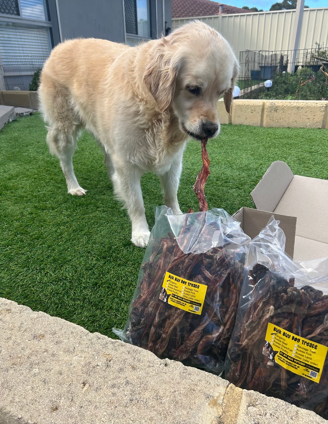 Customer photo review of Kangaroo Tendons - Natural Dental Chews!
