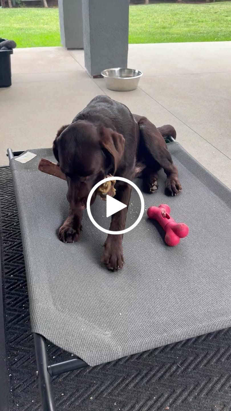 Customer video review of Ostrich Long Bone (19" x 3.5"): The Ultimate Challenge for Medium, Large & Extra-Large Dogs