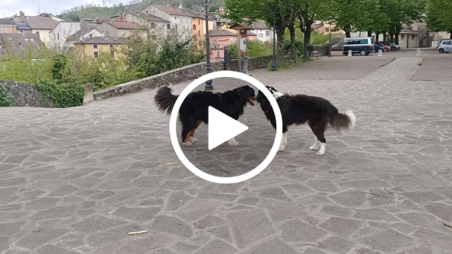 Customer video review of ProtectionArtro+ 1200mg  Condroprotettore per Cani di taglia Media e Grande (Nuova Formulazione)