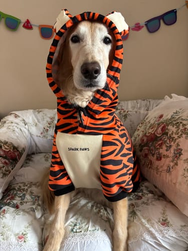 Customer photo review of Halloween Dog Hoodies (Limited Edition)