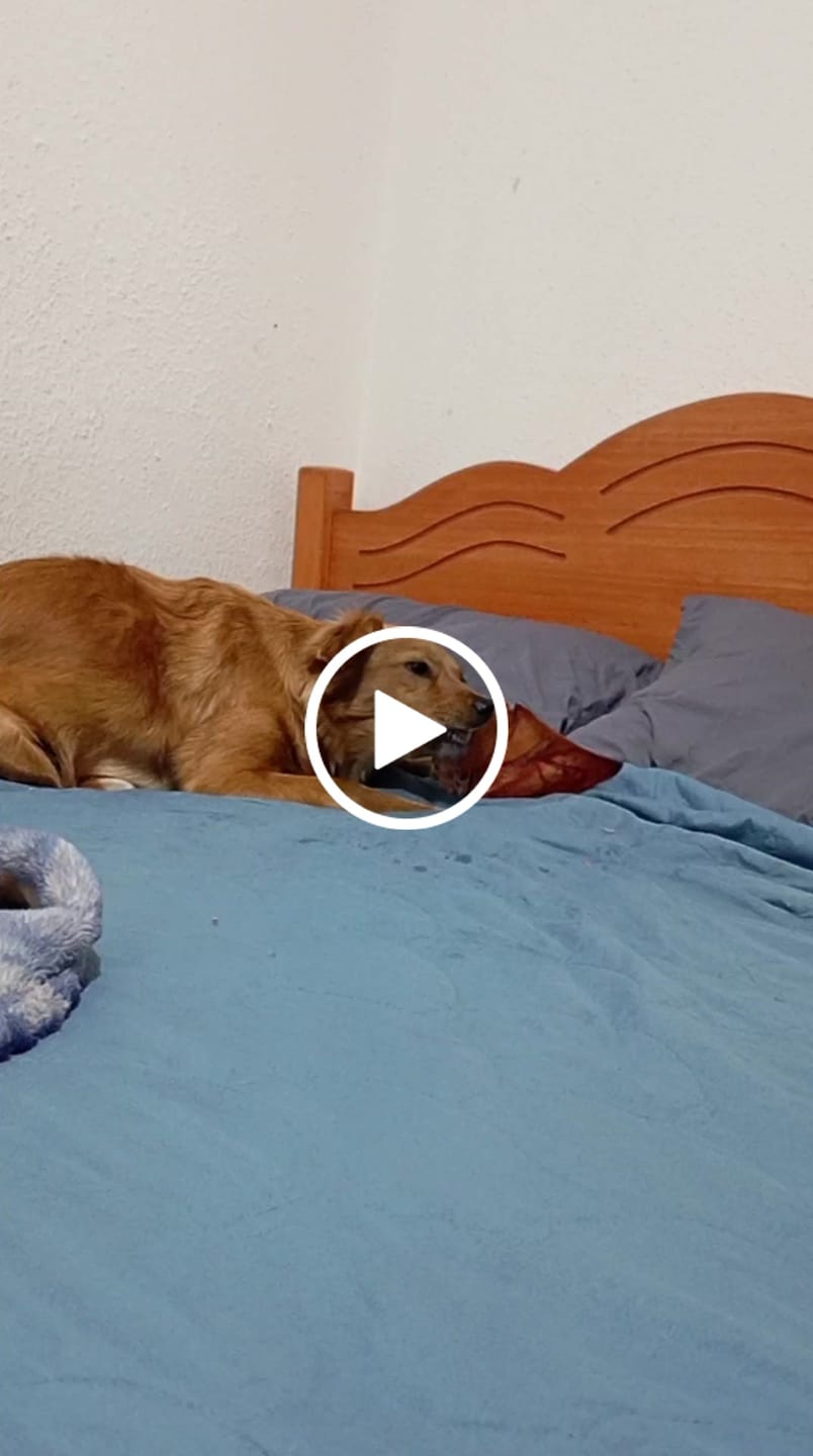 Customer video review of Oreja de cerdo