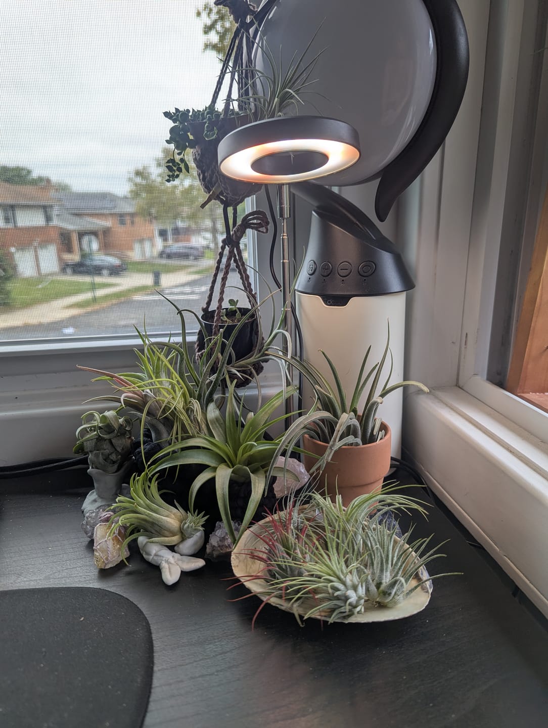Customer photo review of B Quality Greenhouse Mix 10 Plant Pack