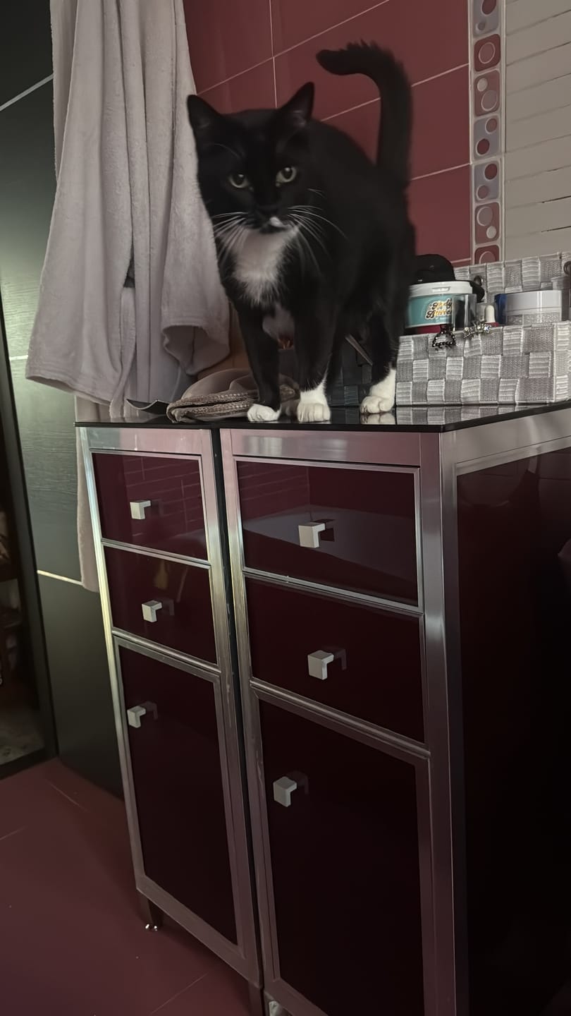 Customer photo review of BORING LITTER - Lettiera in Acciaio INOX