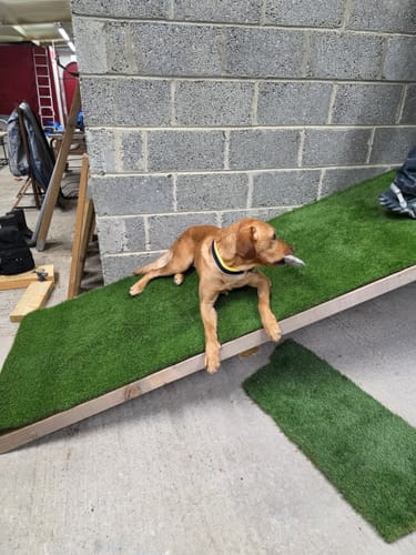 Patricia I. review of 4cm Slip on Collar | Foam Padded - Black x Yellow image 1 out of 1