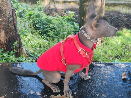 Customer photo review of Collar personalizado para Mascota: Tribal