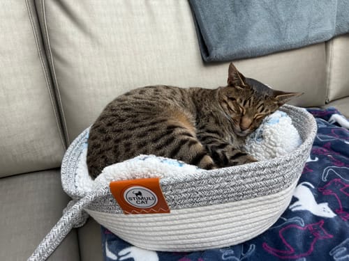 Customer photo review of Instinct Basket | Handwoven & Chemical-Free Cat Territory