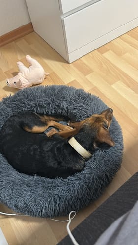 Customer photo review of Puppery Hundebett Wolke 7 - Das Original
