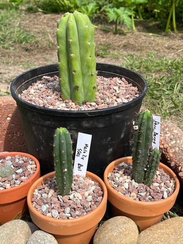 Customer photo review of San Pedro Cactus | Trichocereus (Echinopsis) Pachanoi