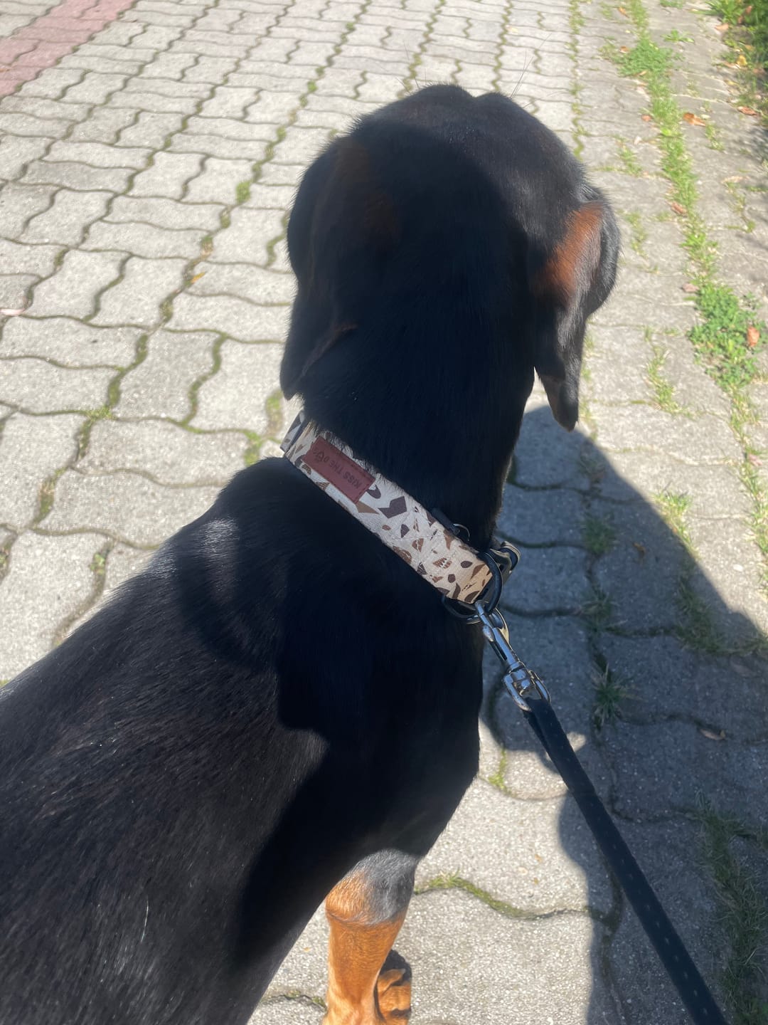 Customer photo review of Obroża "Beige Terrazzo" - czarne okucia