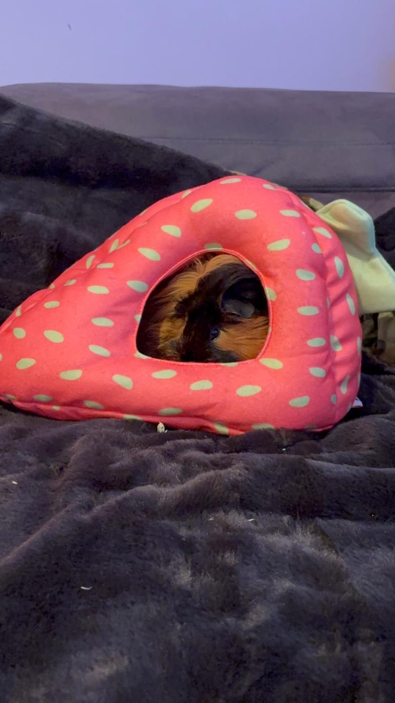 Customer photo review of Hidey House | Strawberry