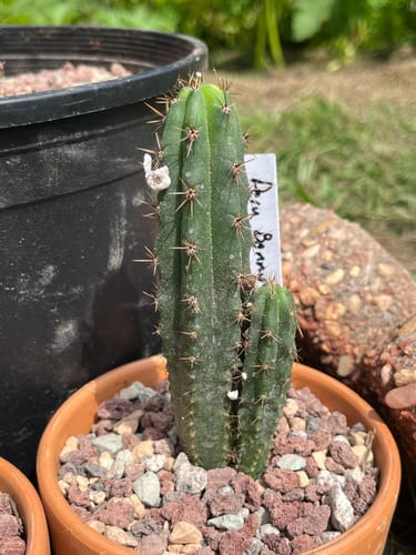 Customer photo review of Trichocereus Peruvianus | Peruvian Torch Cactus