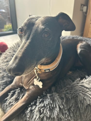 Georgina R. review of 3cm Slip on Collar | Foam Padded - Tan image 1 out of 1