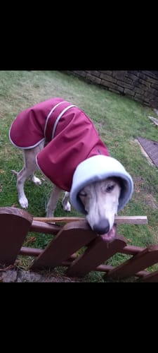 Customer photo review of Sighthound Polar Waterproof Coat with Snood Collar