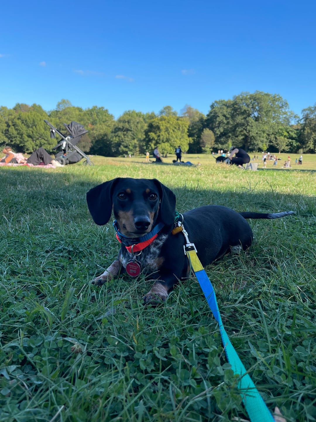 Customer photo review of Memphis Leash