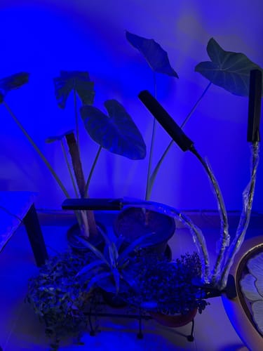 Customer photo review of Lot Imported LED Plant Growing Light