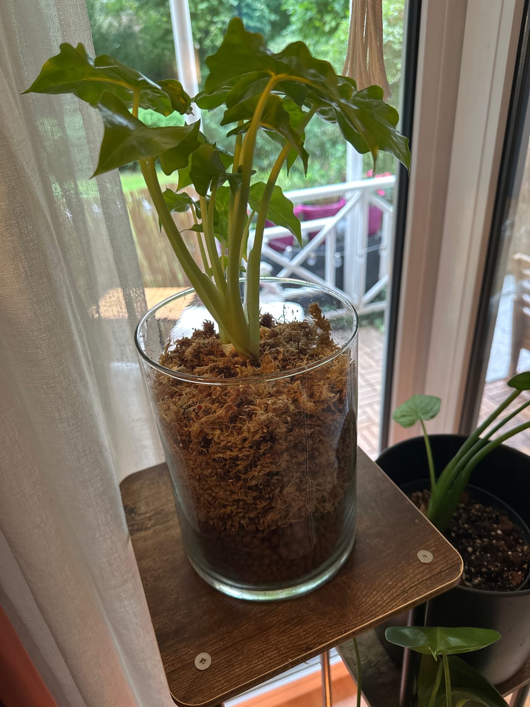 Customer photo review of SUBSTRAT - SPHAGNUM MOOS