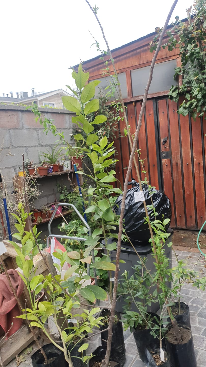 Customer photo review of Damasco – Dulzura natural para transformar tu jardín en un paraíso frutal