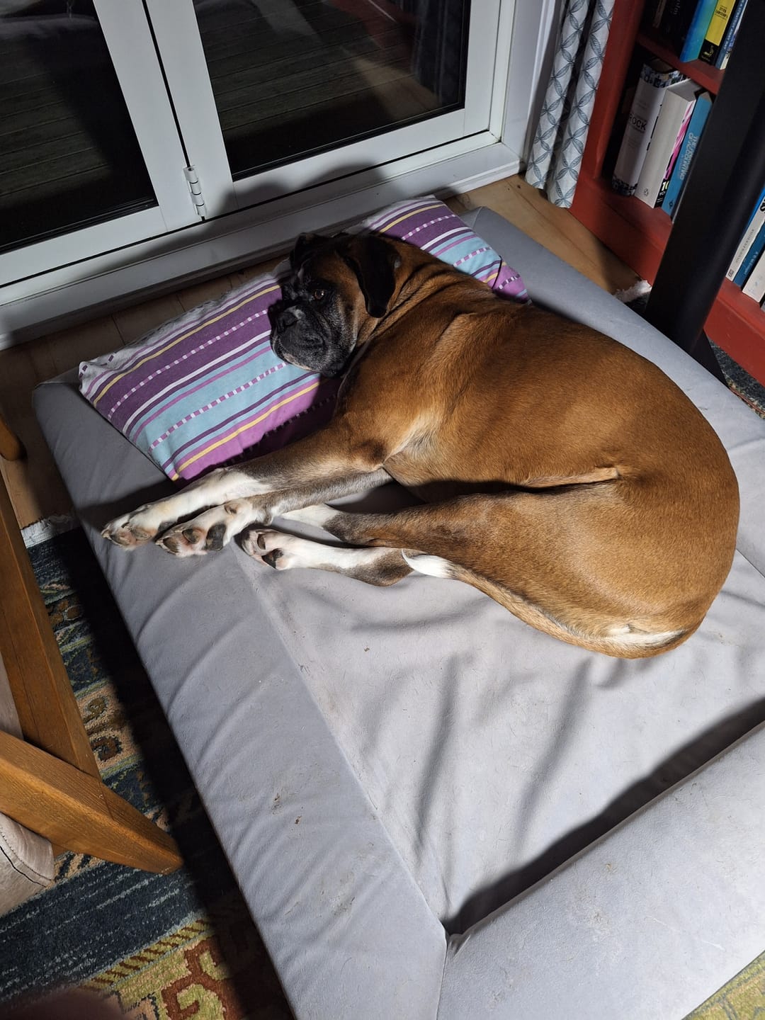 Customer photo review of (Spare Cover) Orthopaedic Memory Foam Bed