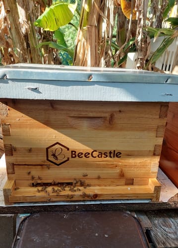 Customer photo review of BeeCastle Hives:10 Frame Wax Dipped Cedar Wood Honey Super Medium Box with Unassembled Pine Wood Frame and 100% Beeswax Plastic Foundation