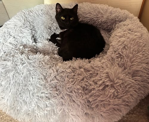 Customer photo review of Extra Puha Kutya és Macska Fánk Alakú Mosható Plüss Kisállat Fekhely