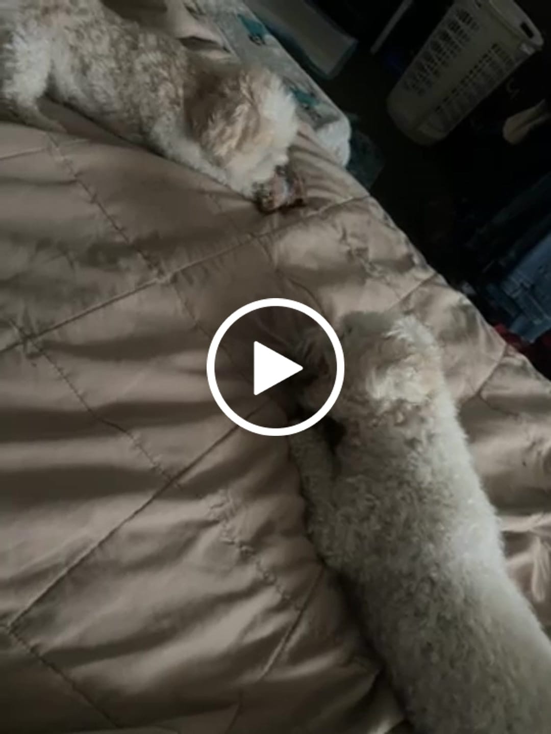 Customer video review of Ostrich Knuckle (Medium – 4" x 3"): The Perfect Chew for Small to Medium Dogs & Sensitive Stomachs