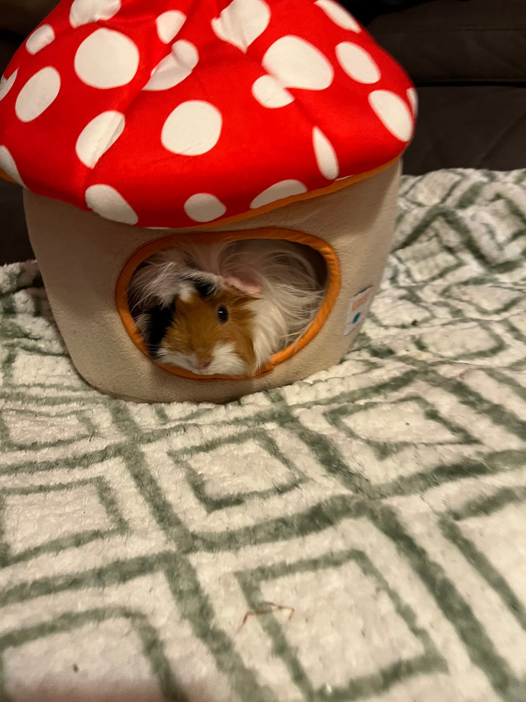 Customer photo review of Guinea Pig Hidey House | Mushroom