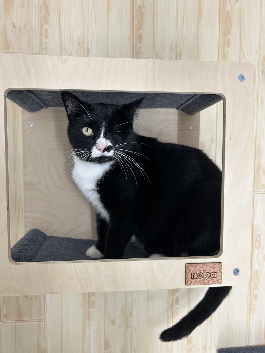 Customer photo review of Wall Mounted, Double Hammock Cat Hidedout
