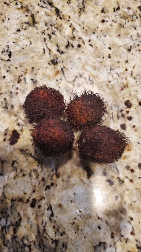 Customer photo review of Tropical Variety Box