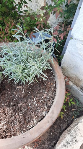 Customer photo review of Lavender Phenomenal 1 Gallon