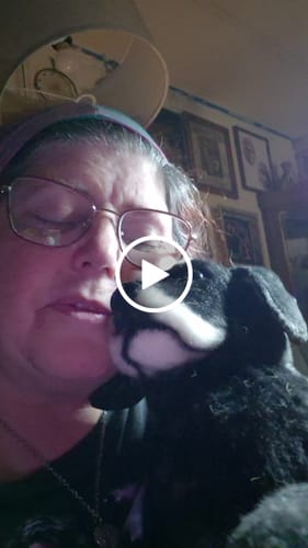 Custom Petslify plush reviewed by Brenda L., handmade replica of their dog