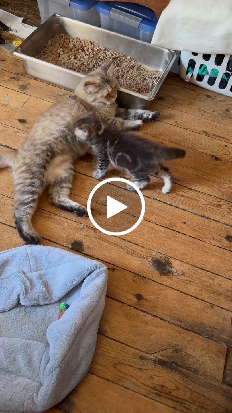 Customer video review of Basic Fecal Parasite Screen + Giardia ELISA Mail in Lab Test for Cats & Dogs: At-Home Testing