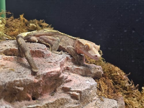 Customer photo review of 24 Gallon Reptile Enclosures 18x18x18" with Lock! Perfect for Beginner! Bottom NOT LEAKPROOF